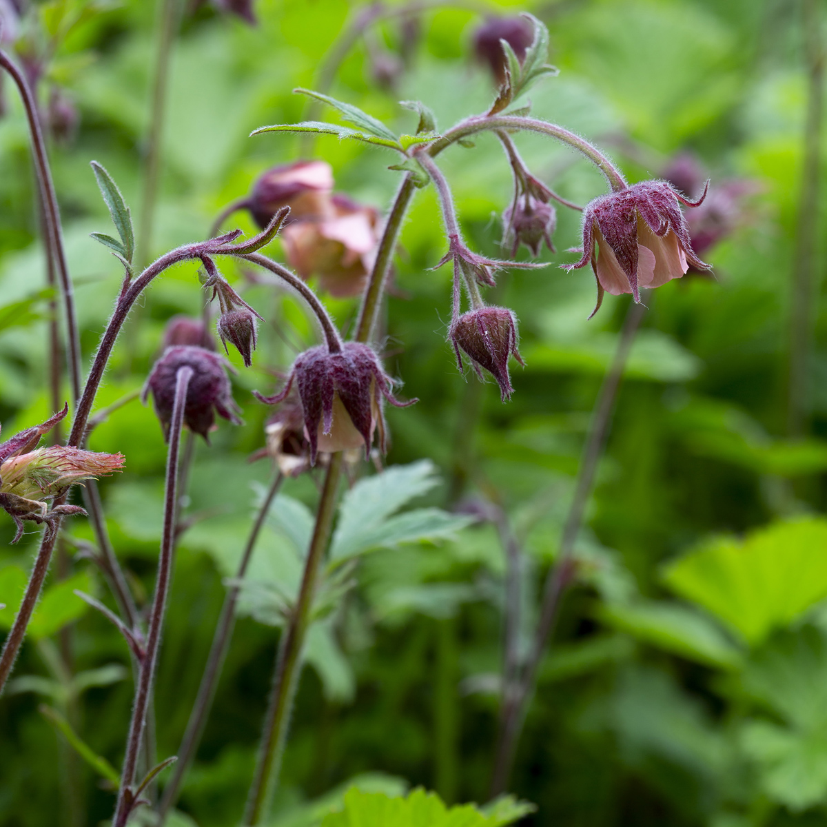Humleblomster - Geum rivale (Krukstorlek: 0,5-1L)