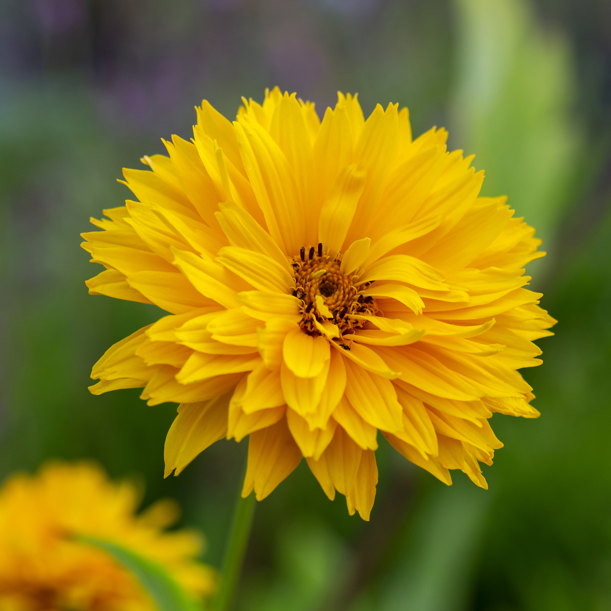 Dagöga - Heliopsis helianthoides Goldgefieder (Krukstorlek: 0,5-1L)