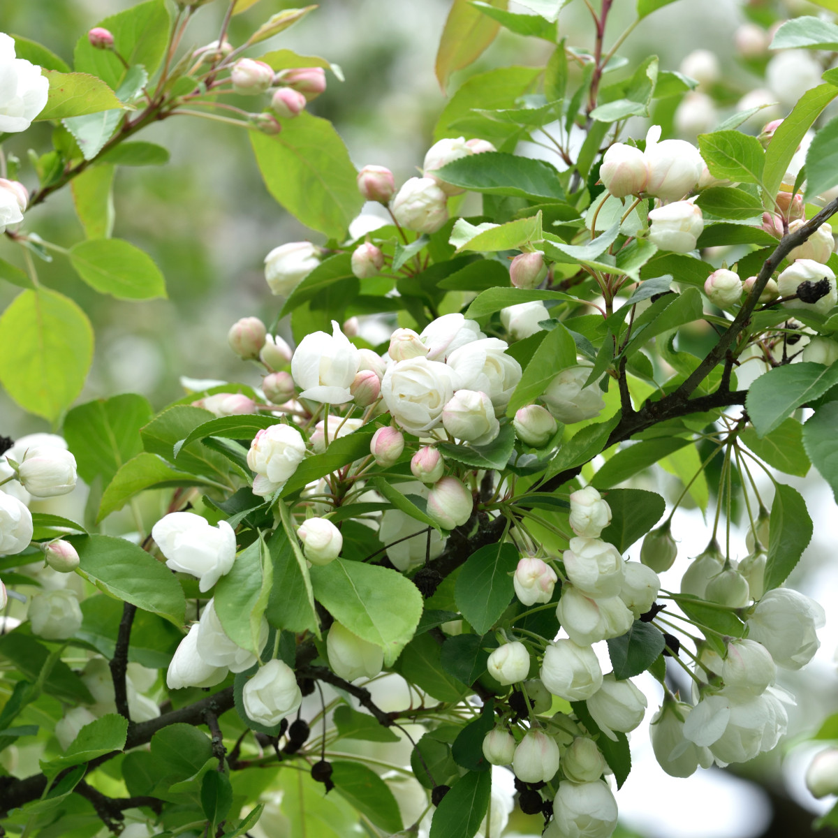 Prydnadsapel - Malus Madonna (Storlek: 90-110 stam co)