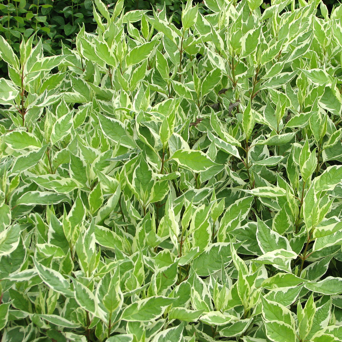 Videkornell - Cornus sericea White Gold (Storlek: busk C3)
