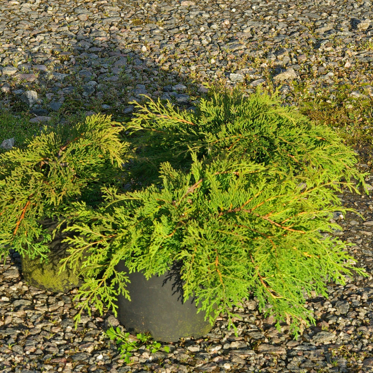 Kryptuja - Microbiota decussata Sibirteppe (Storlek: E-planta 25-30 co)