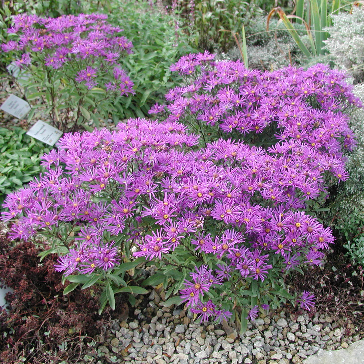Brittsommaraster - Aster amellus Veilchenkönigin (Krukstorlek: 0,5-1L)