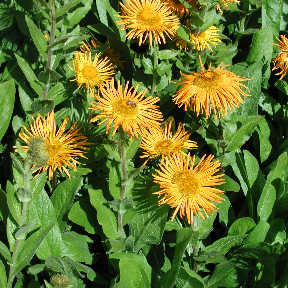 Orientalsolhatt - Inula orientalis (Krukstorlek: 0,5-1L)