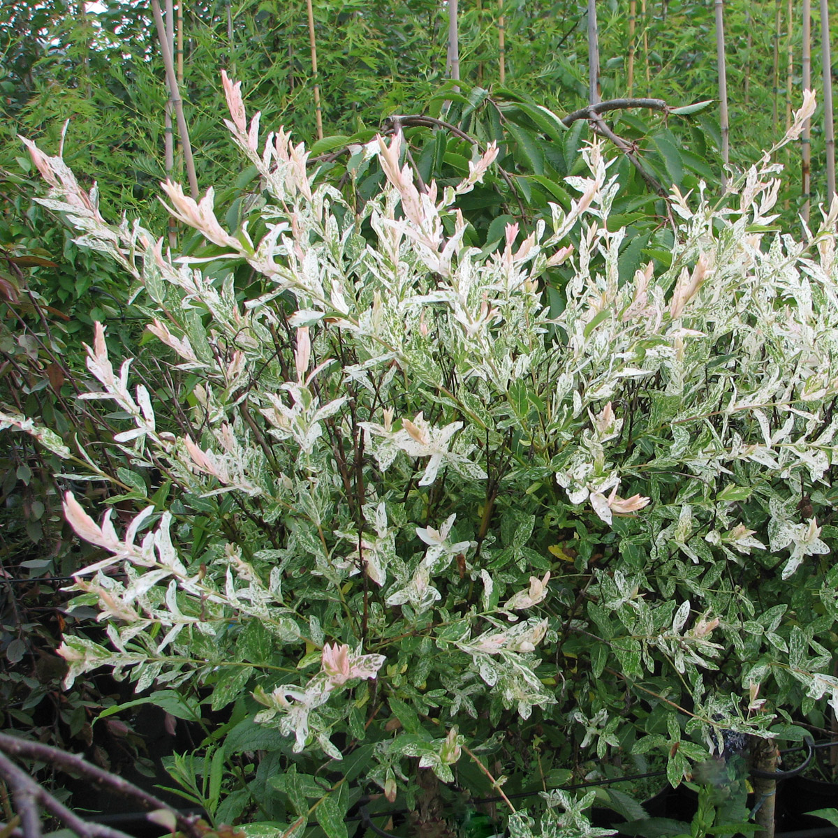 Japansk Dv&auml;rgpil /Eukalyptusvide - Salix integra Hakuro Nishiki (Storlek: 120 stam C7,5)