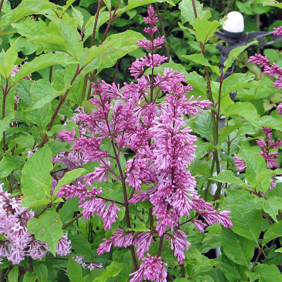 Ungersk Syr&eacute;n - Syringa josikaea M&aring;ttsund (Storlek: busk C5)