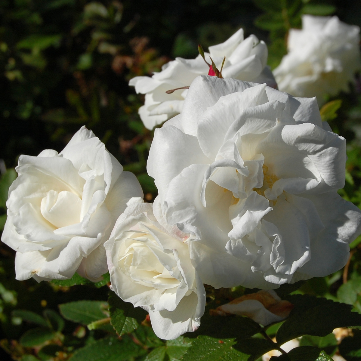 Kanadensisk Buskros - Rosa rugosa Marie Bugnet (Krukstorlek: 4L)