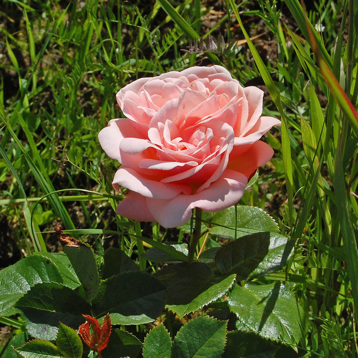 Modern Buskros - Rosa Aphrodite &reg; (Krukstorlek: 4L)