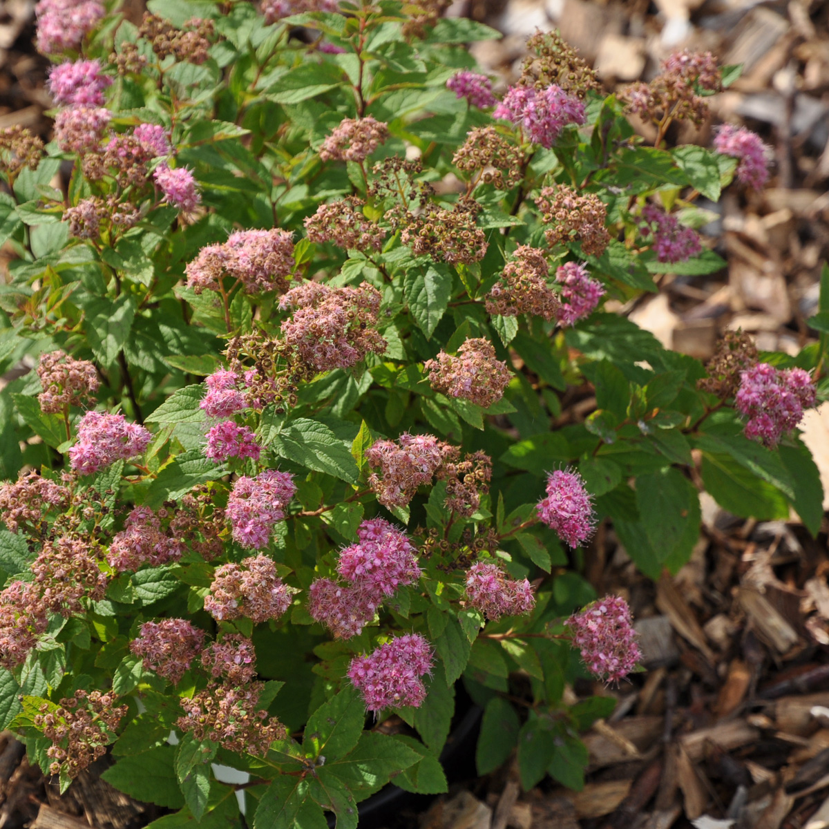 Praktspirea - Spiraea japonica Manon (Storlek: busk C3,5)