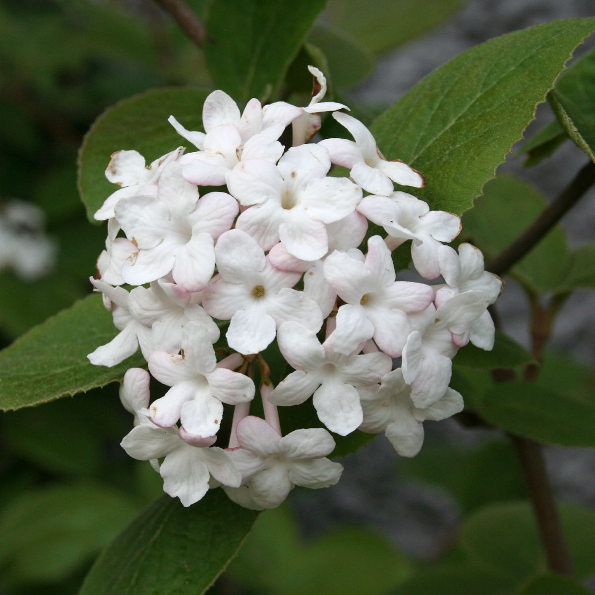 Luktolvon - Viburnum carlesii
