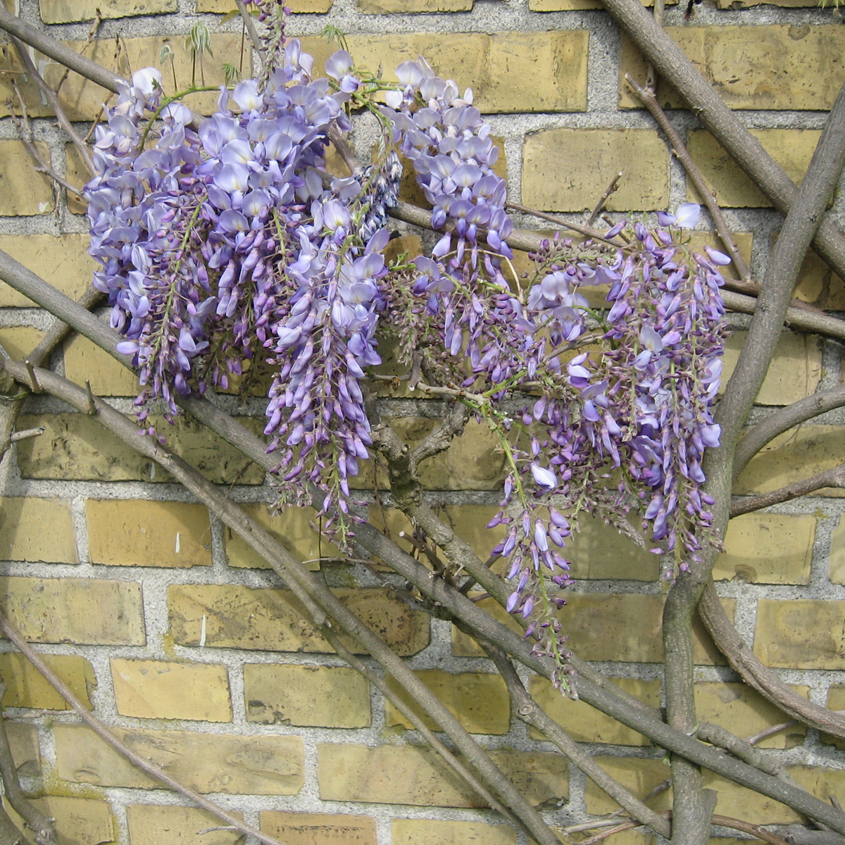 Kinesiskt Blåregn - Wisteria sinensis Prolific (Storlek: 125-150 C4)