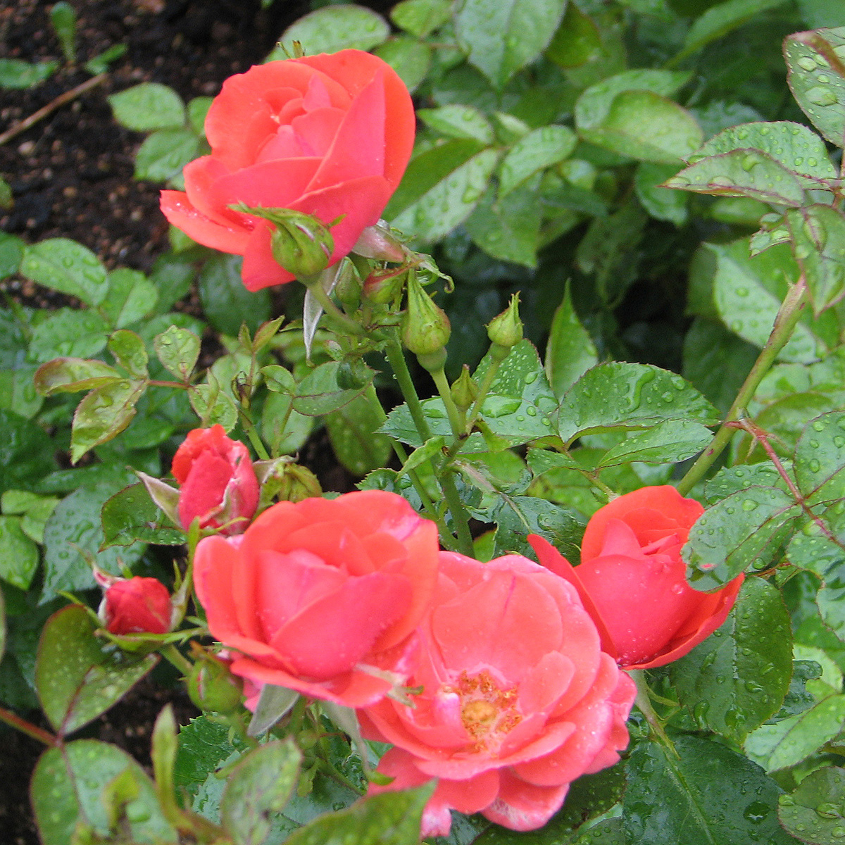 Modern Buskros - Rosa Feuerwerk &reg; (Krukstorlek: 4L)