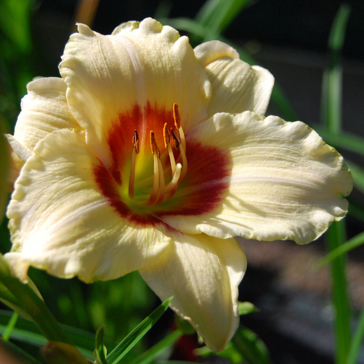 Daglilja - Hemerocallis hybr. Pandoras Box (Krukstorlek: 0,5-1L)
