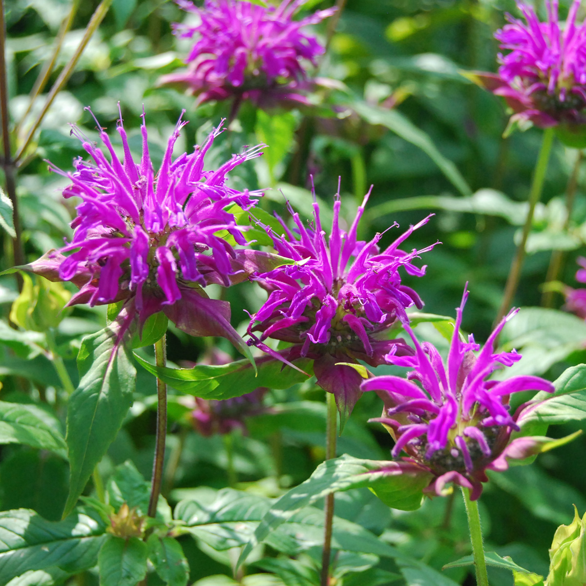Temynta - Monarda hybr. Blaustrumpf (Krukstorlek: 0,5-1L)