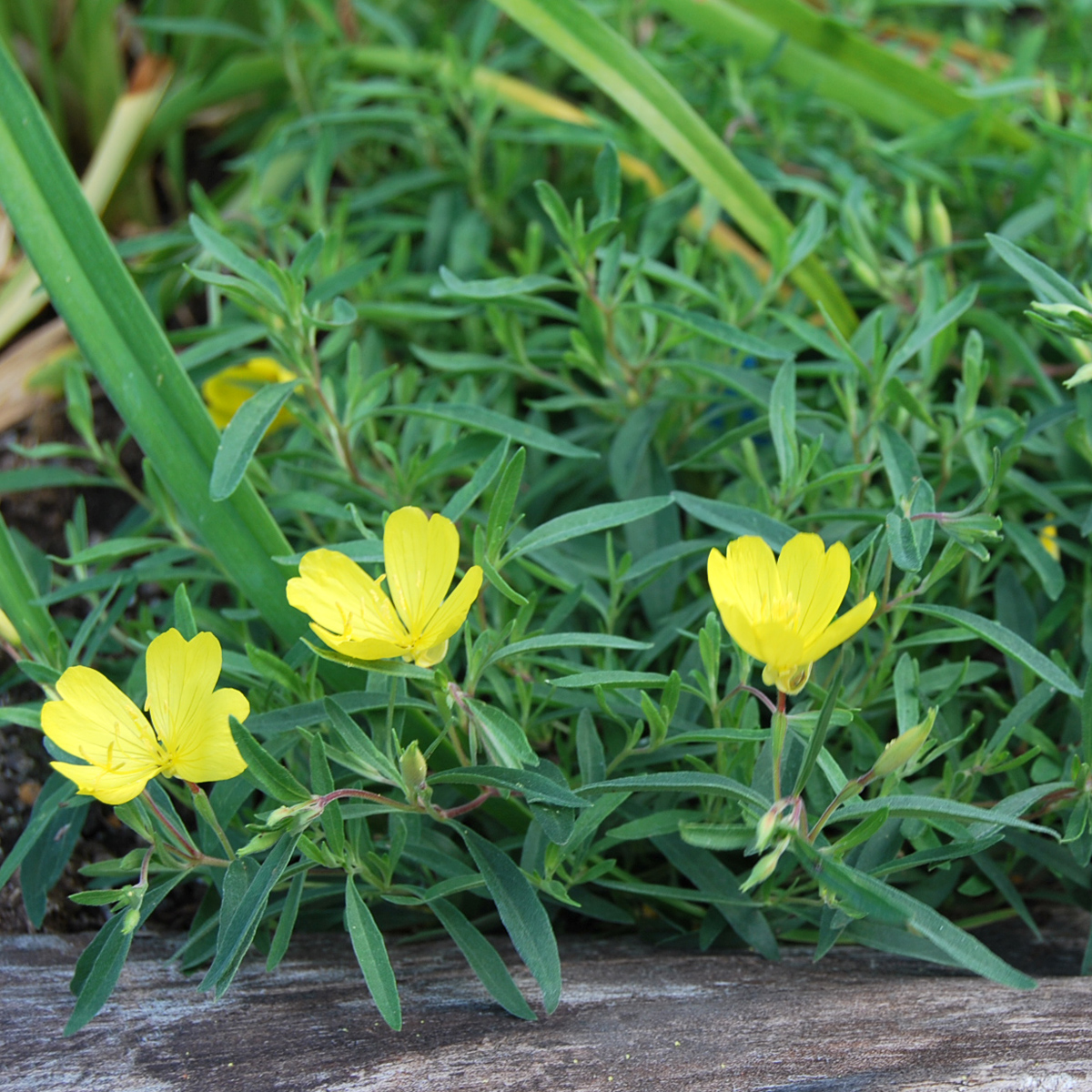 Gullnattljus - Oenothera fruticosa African Sun (Krukstorlek: 0,5-1L)
