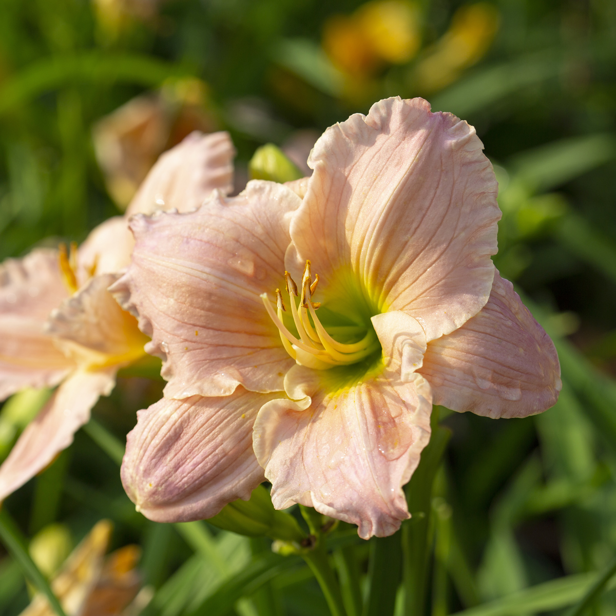 Daglilja - Hemerocallis hybr. Barbara Mitchell (Krukstorlek: 0,5-1L)