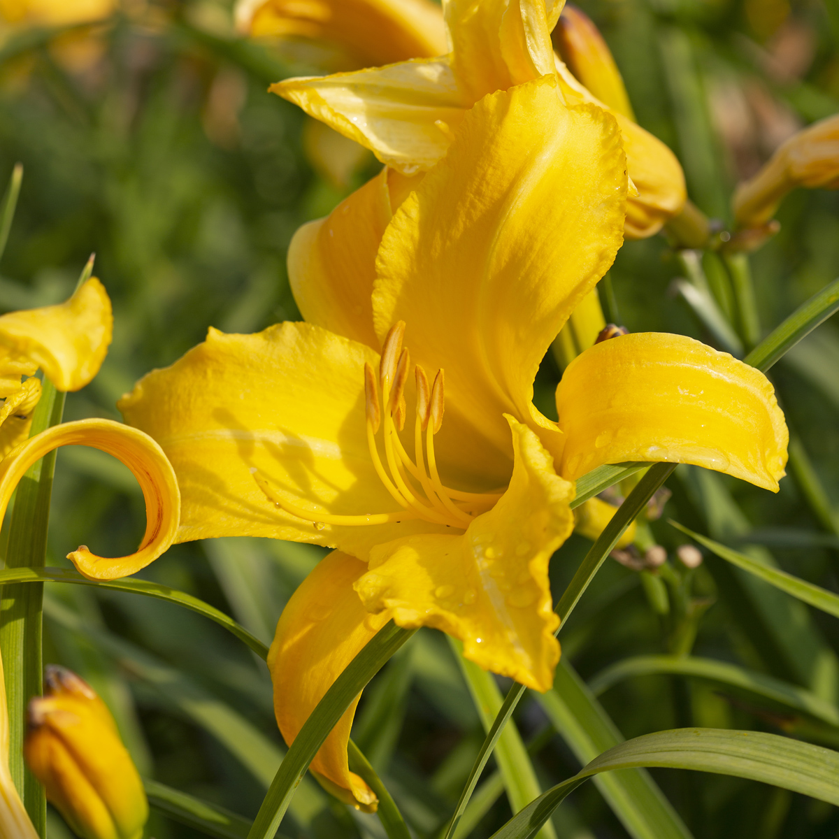Daglilja - Hemerocallis hybr. Mary Todd (Krukstorlek: 0,5-1L)