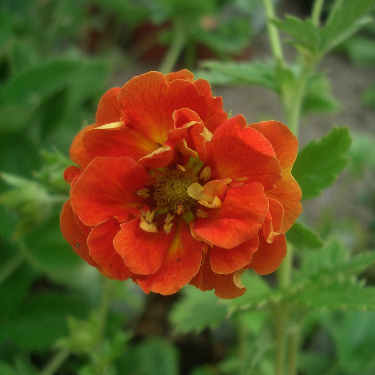 Brokfingerört - Potentilla bicolor William Rollison (Krukstorlek: 0,5-1L)