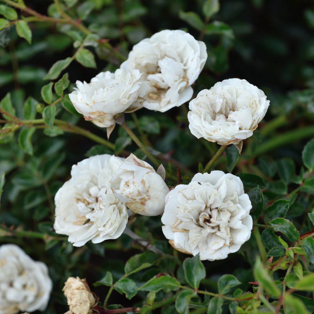 Markt&auml;ckarros/Modern Buskros - Rosa Sea Foam (Krukstorlek: 4L)