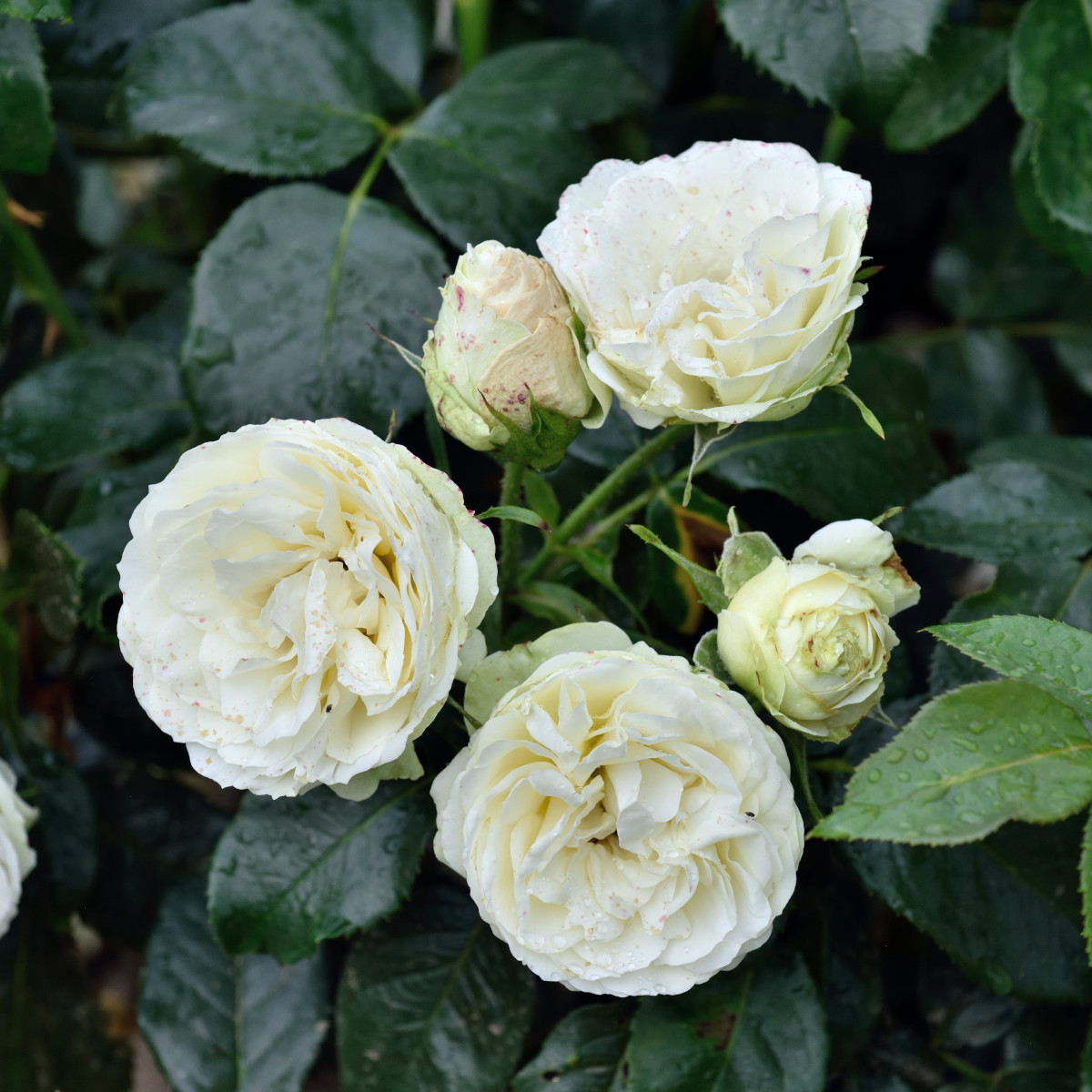 Tehybridros - Rosa tehybrid Wedding Piano &reg; (Krukstorlek: 4L)