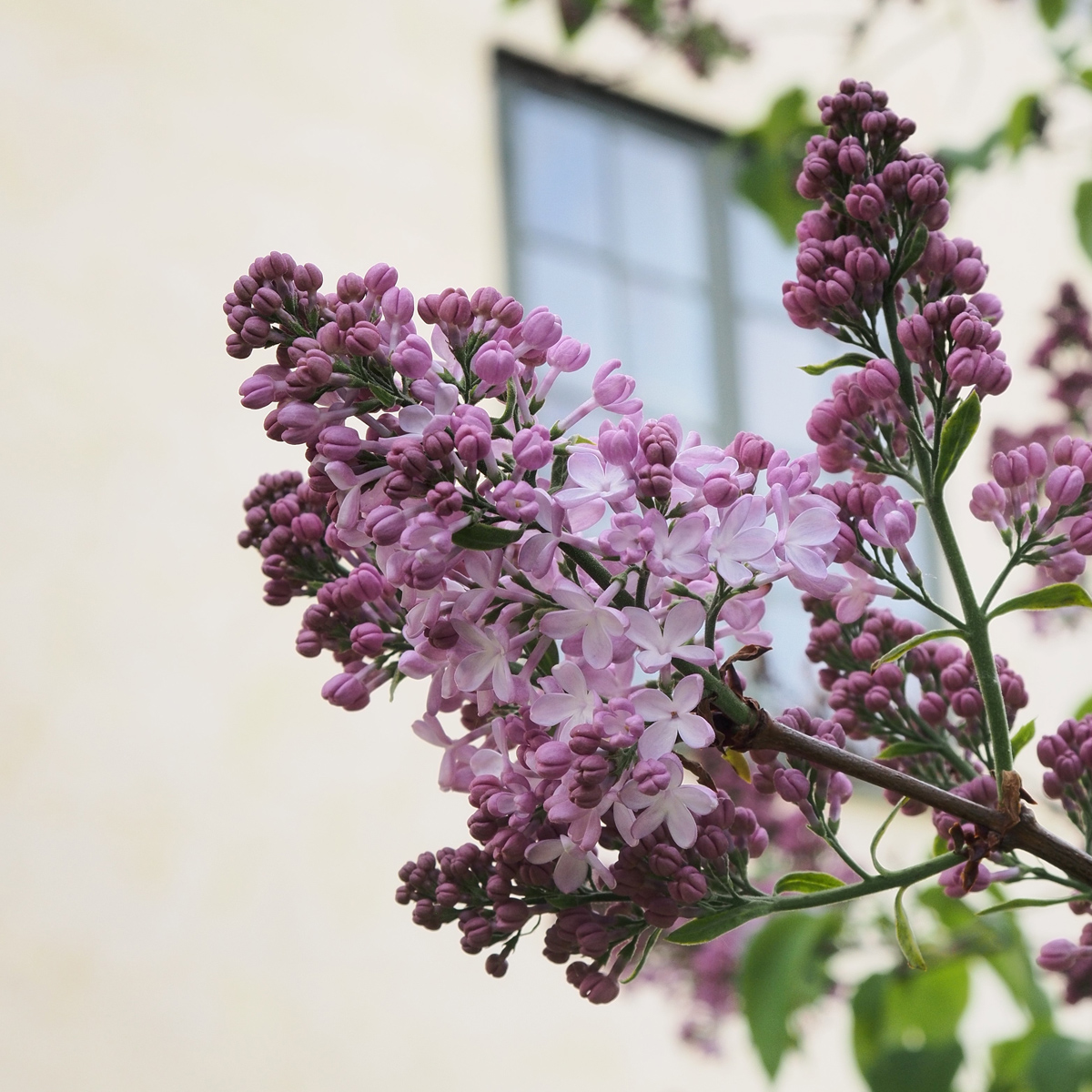 Bondsyrén - Syringa vulgaris Emilie Piper (Löfstad Slott) (Storlek: busk C5)