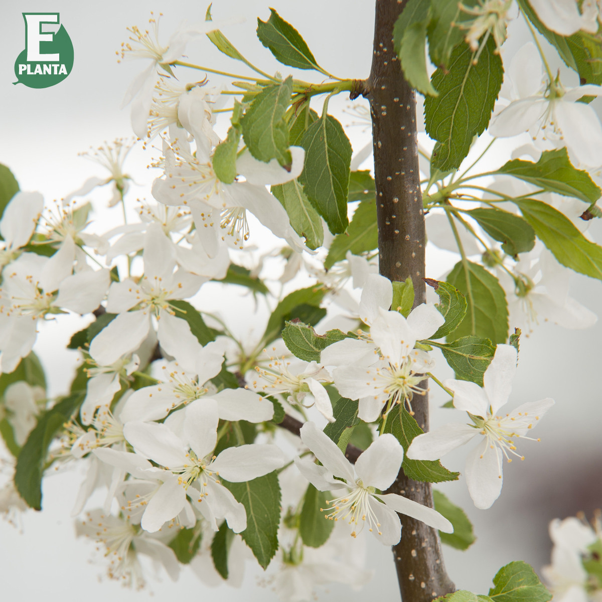 Prydnadsapel - Malus Gracil E ® (Storlek: busk co)