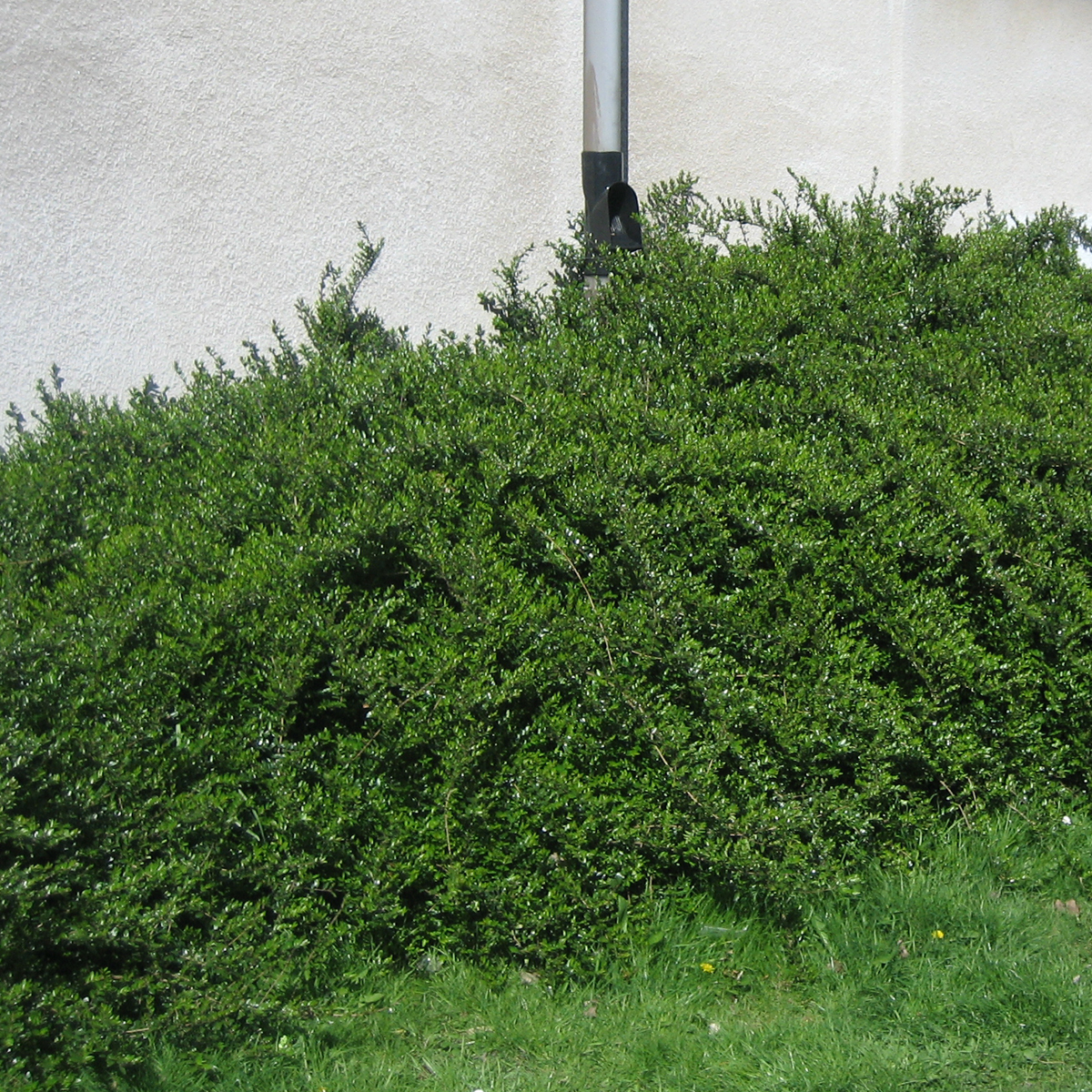 Myrtentry - Lonicera nitida Elegant (Storlek: busk C2)