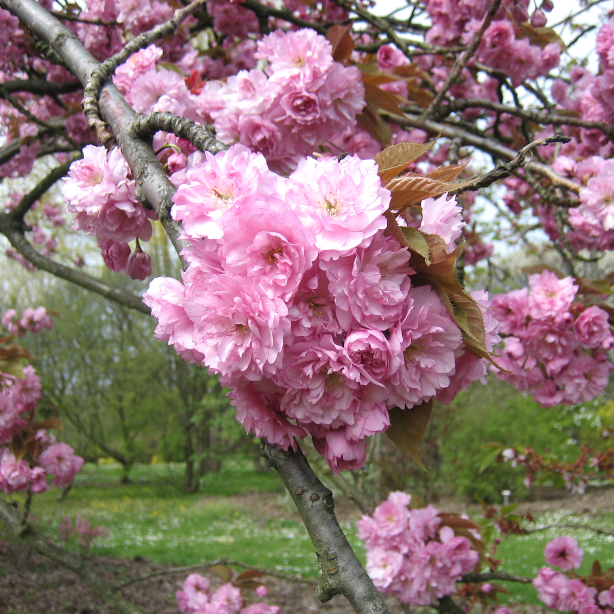 japansk körsbär - prunus (sato-zakura-gruppen) kanzan (storlek: 60 stam c4)