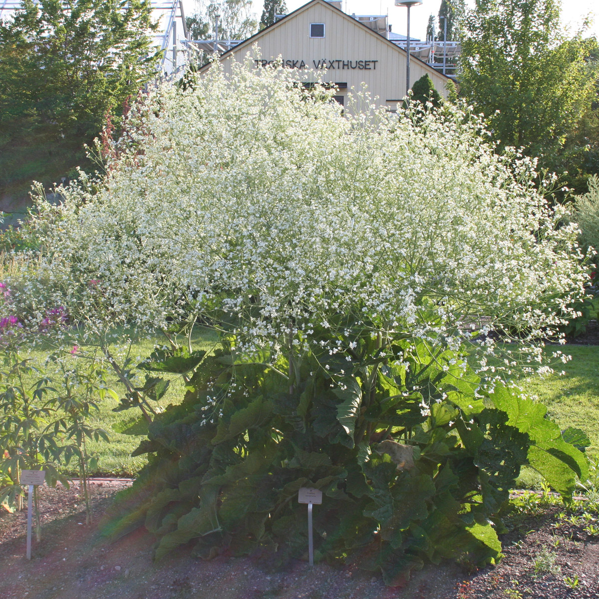 St&auml;ppk&aring;l - Crambe cordifolia (cordata) (Krukstorlek: SQ1)