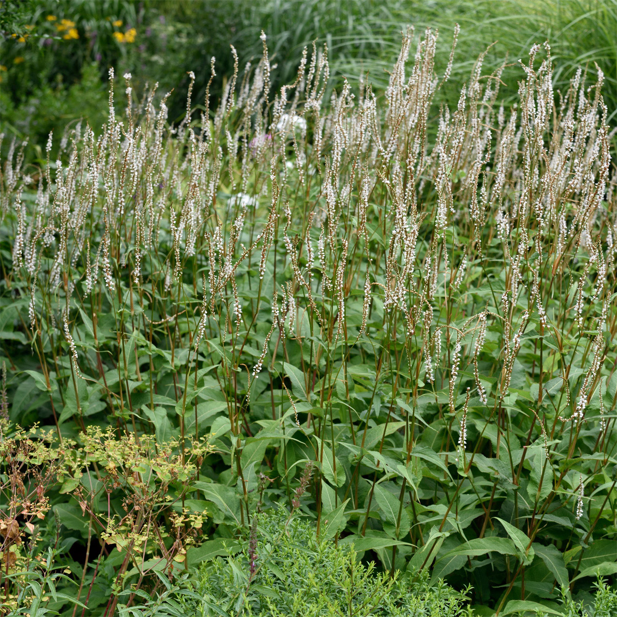 Blodormrot - Bistorta amplexicaulis Alba (Krukstorlek: 0,5-1L)