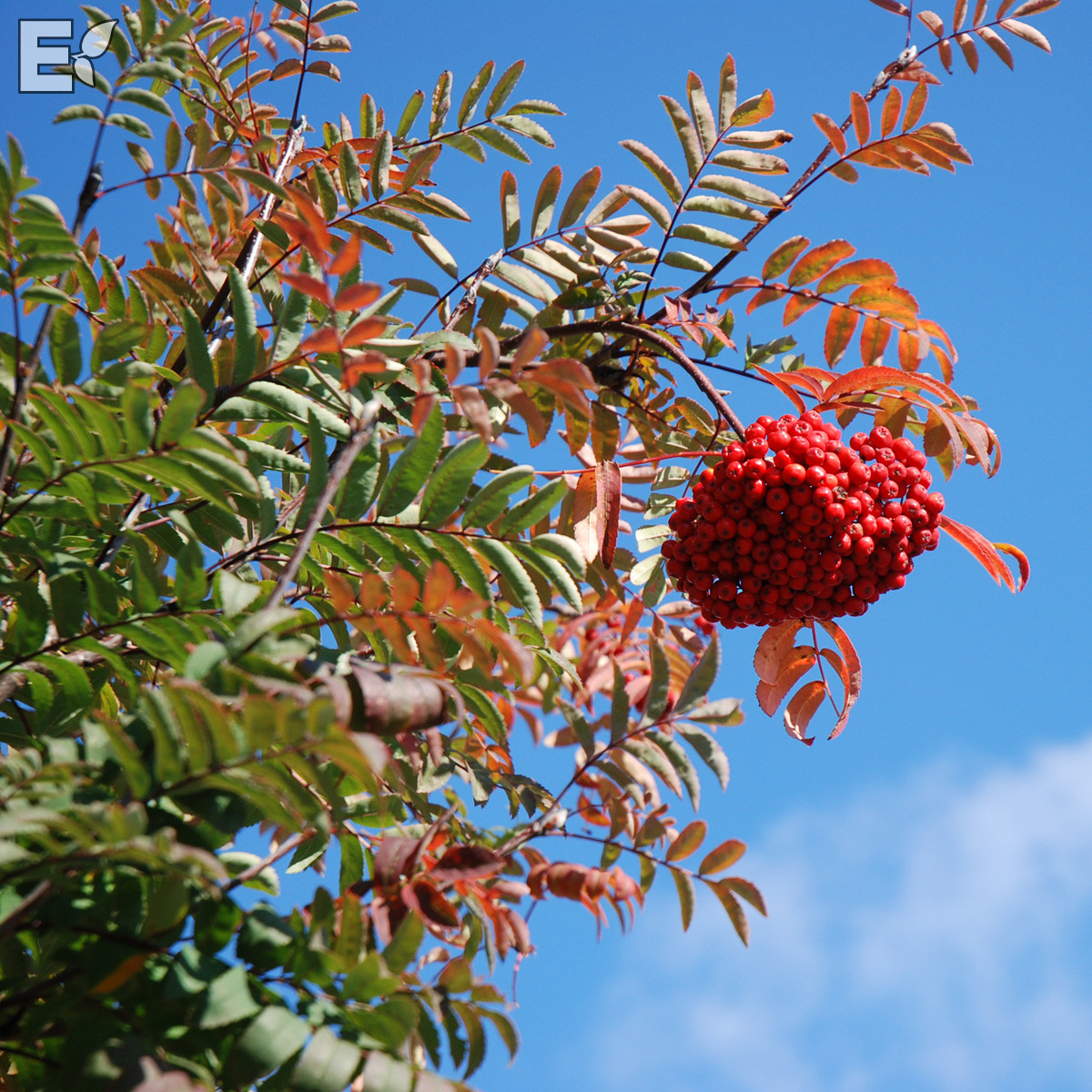 Rönn - Buskar - Trädgårdsväxter - Växter