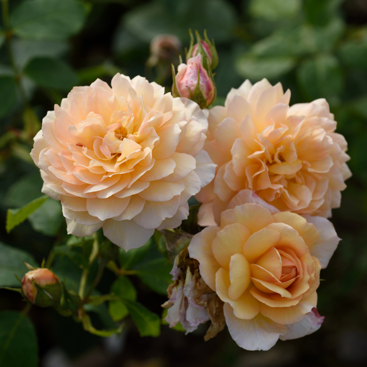Engelsk Buskros - Rosa austin Grace ® (Krukstorlek: 6L)
