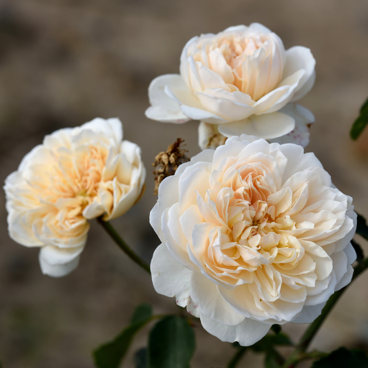 Engelsk Buskros - Rosa austin Lichfield Angel ™ (Krukstorlek: 6L)