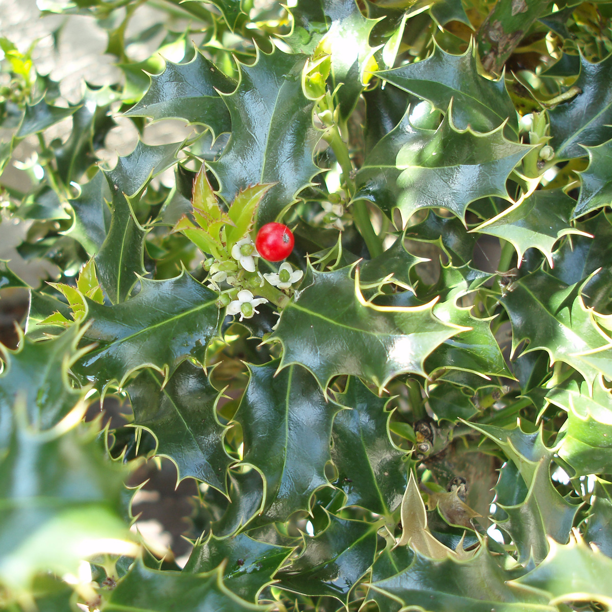 J&auml;rnek - Ilex aquifolium Alaska (Storlek: busk C3)