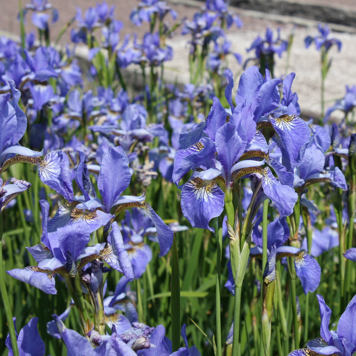 Rabattiris/Strandiris - Iris sibirica Perry´s Blue (Krukstorlek: 0,5-1L)
