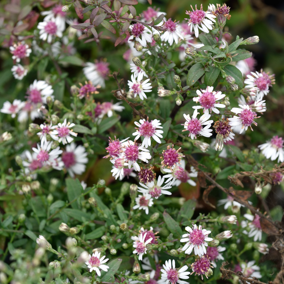 Grenaster - Symphyotrichum (Aster) lateriflorum Horizontale (Krukstorlek: 0,5-1L)