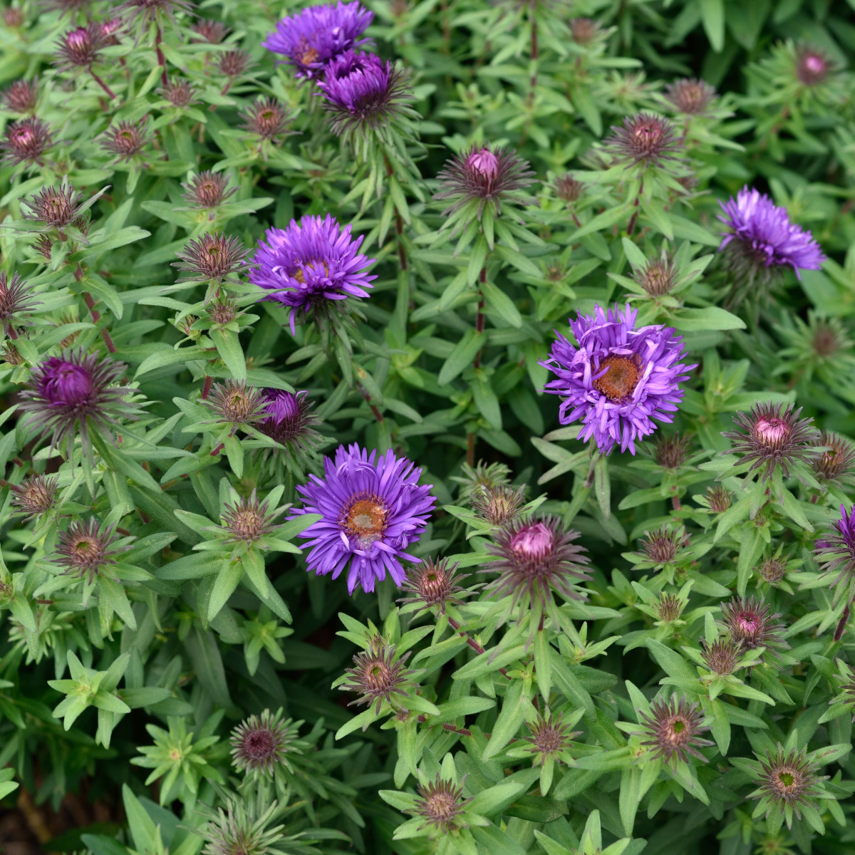 Luktaster - Symphyotrichum (Aster) novae-angliae Purple Dome (Krukstorlek: 0,5-1L)