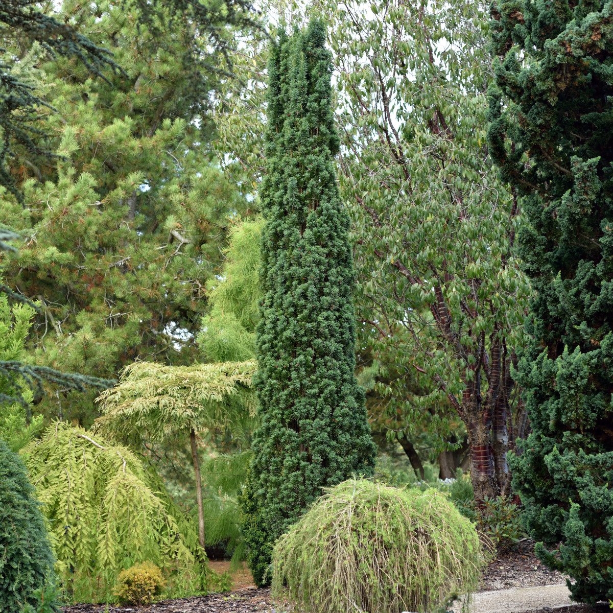 Idegran - Taxus baccata Fastigiata Robusta (Storlek: 50-60 C3,5)
