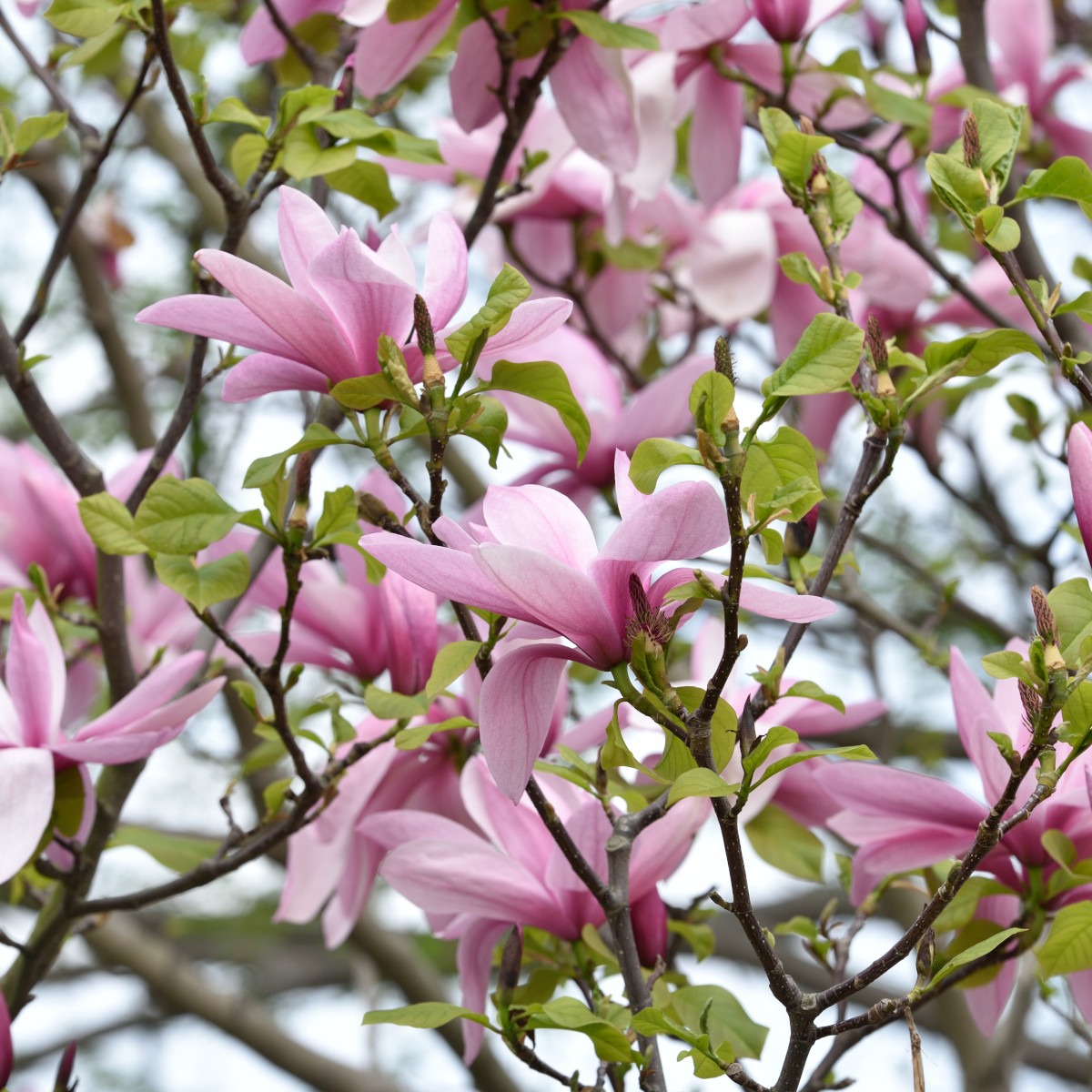 Rosenmagnolia - Magnolia liliflora Galaxy (Storlek: utr 175-200 C20)