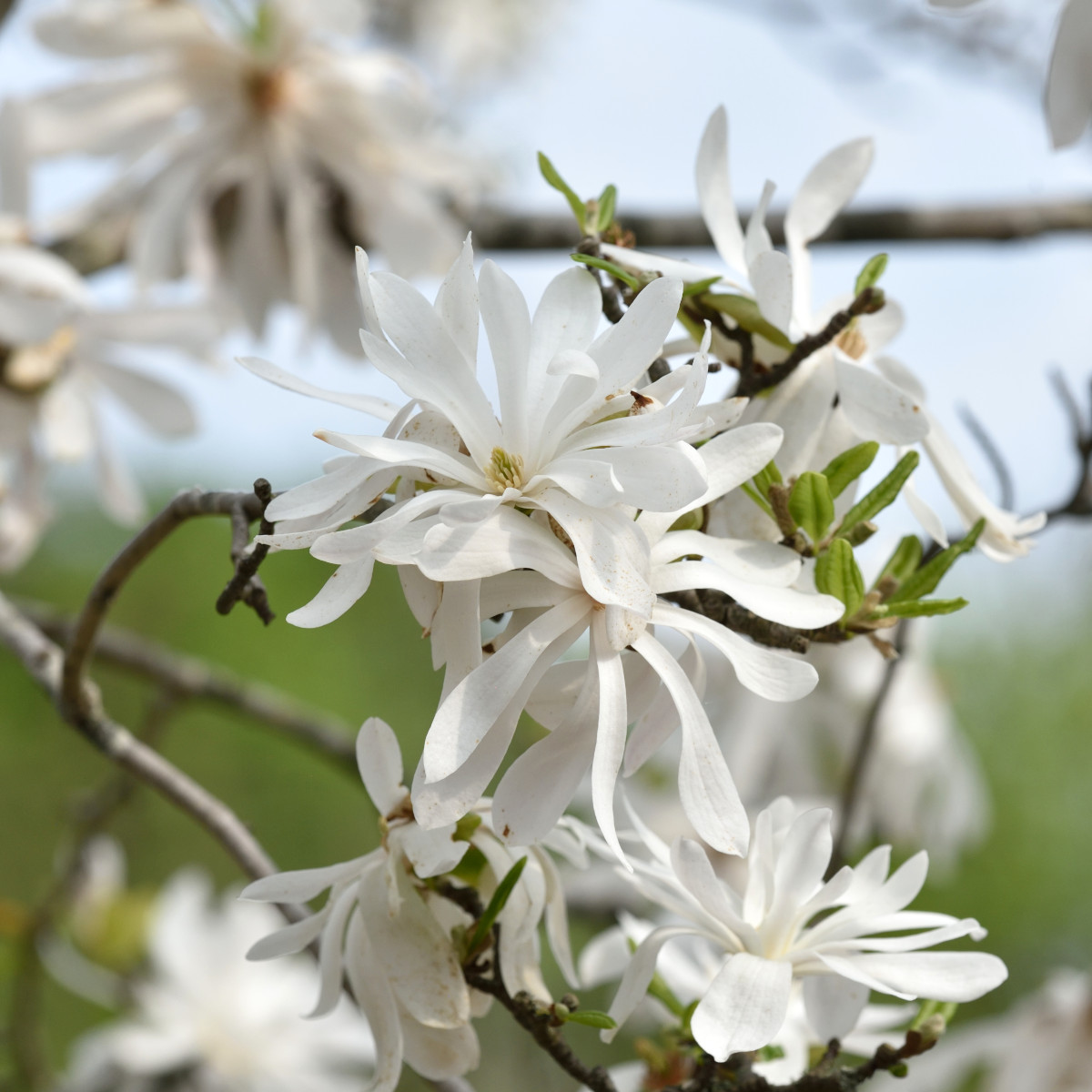 Stj&auml;rnmagnolia - Magnolia stellata (Storlek: 100 stam C10)
