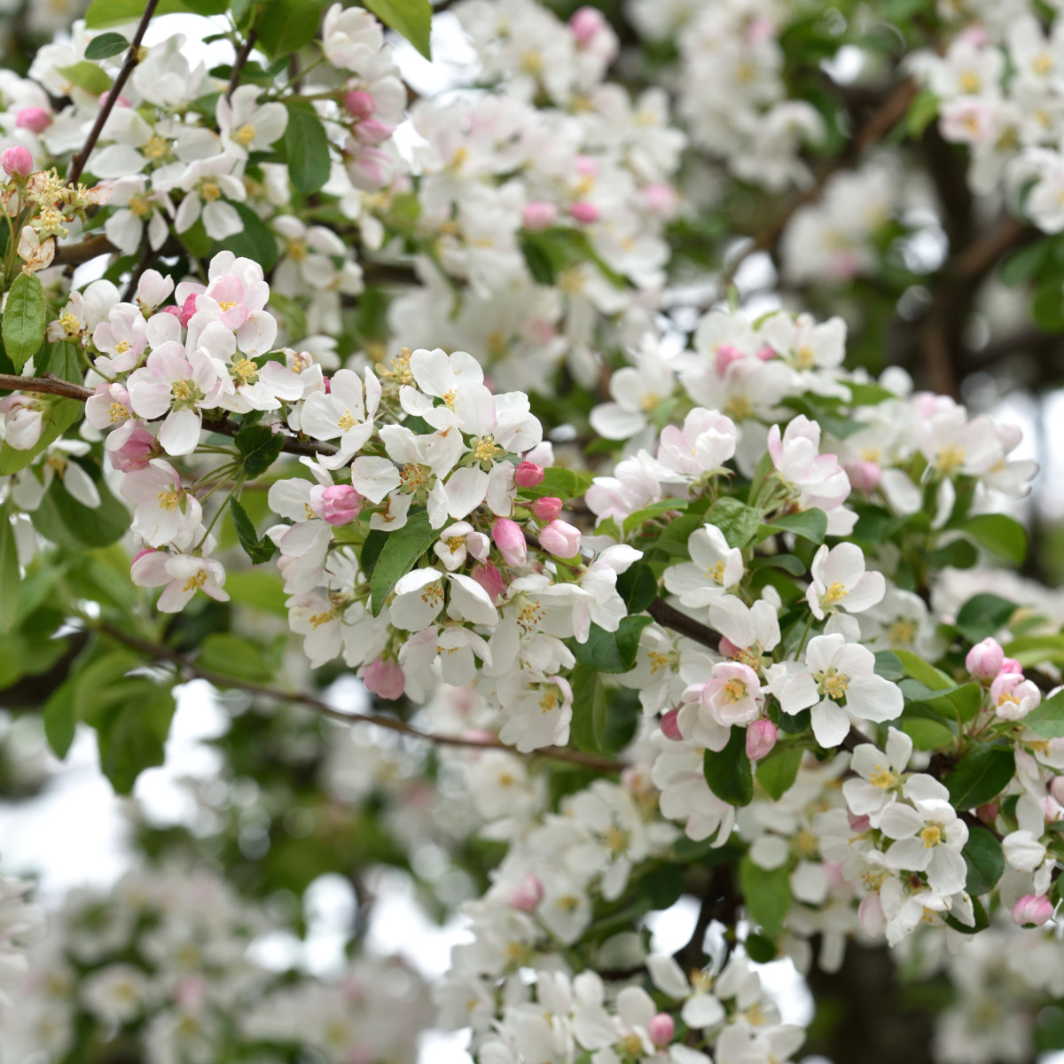 Prydnadsapel - Malus Red Sentinel (Storlek: 120 stam C7,5)