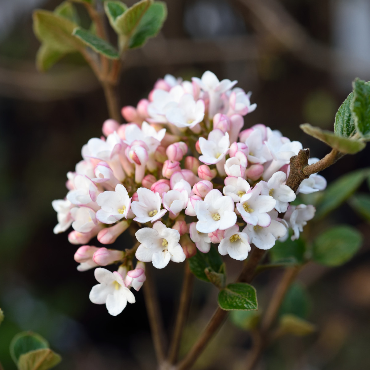 Burkwoodolvon - Viburnum x burkwoodii Anne Russell (Storlek: 30-40 C5)