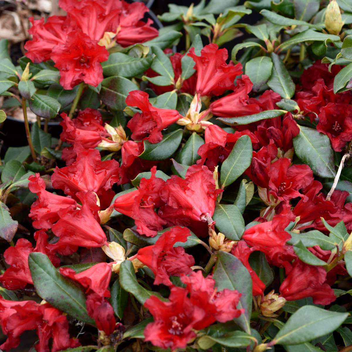 Krypalpros - Rhododendron repens Baden Baden (Storlek: 20-25 C2)