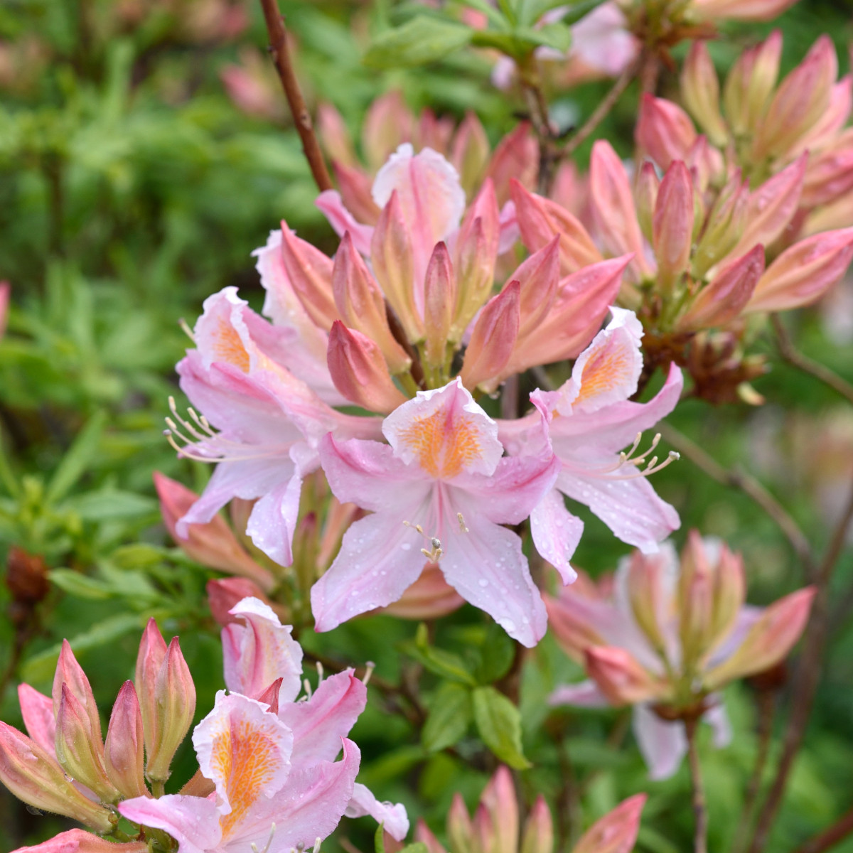Tr&auml;dg&aring;rdsazalea - Rhododendron Knap Hill Irene Koster (Storlek: 30-40 C5)