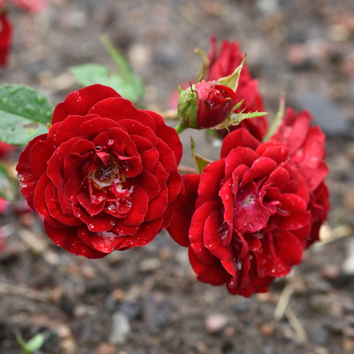 Markt&auml;ckarros - Rosa Velvet Cover &reg; (Krukstorlek: 4L)