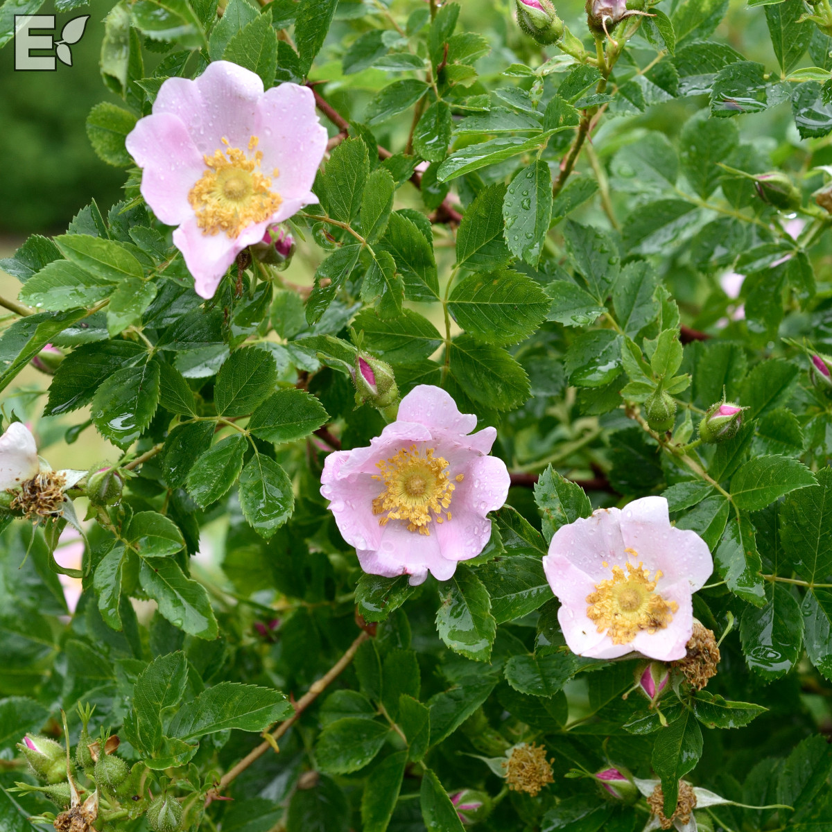 Carolinaros - Rosa carolina Gunnel E (Krukstorlek: 3,5L)