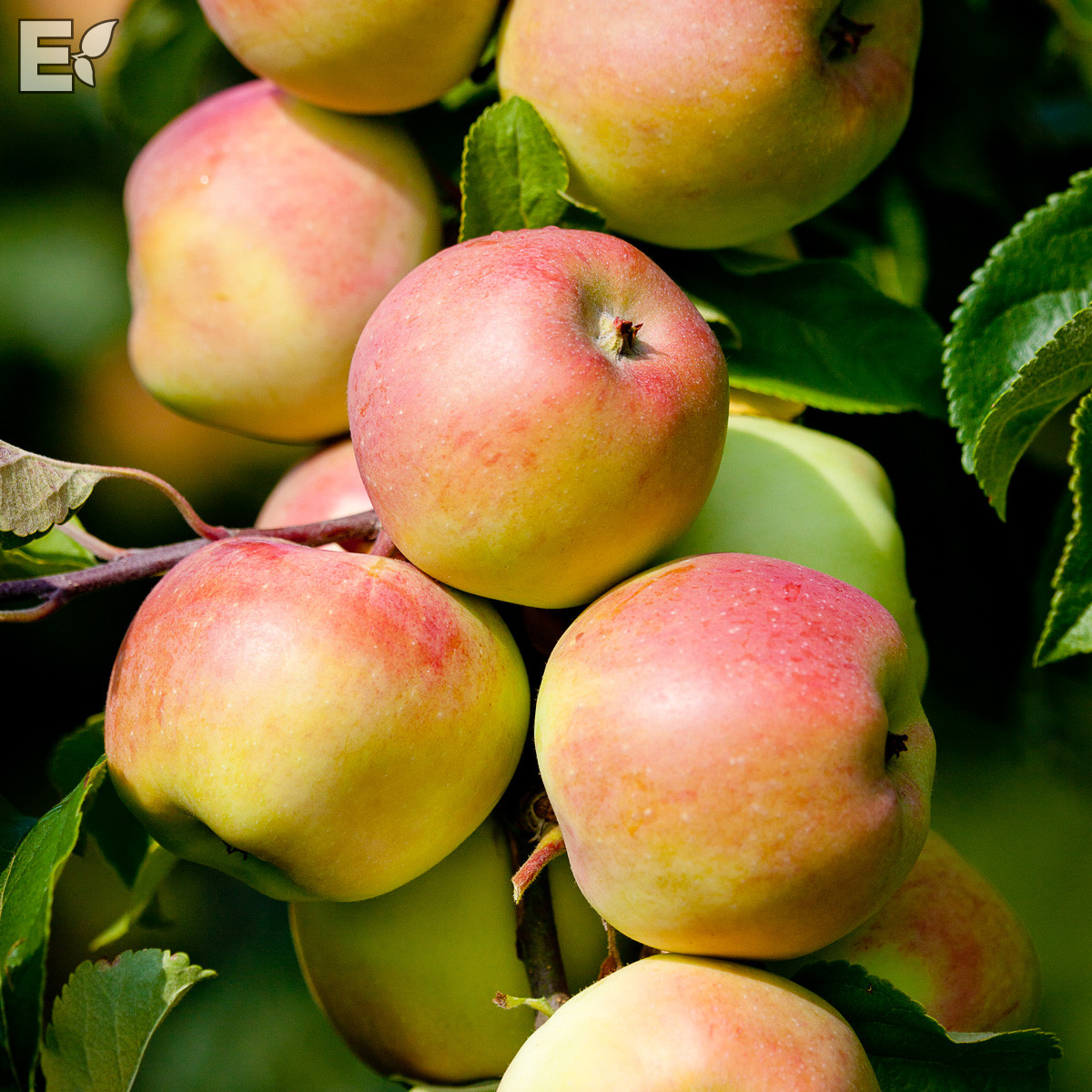 Sommar&auml;pple L&aring;g Stam - Malus domestica Trulsa &reg; E (Storlek: stam P60 2 &aring;rs co)