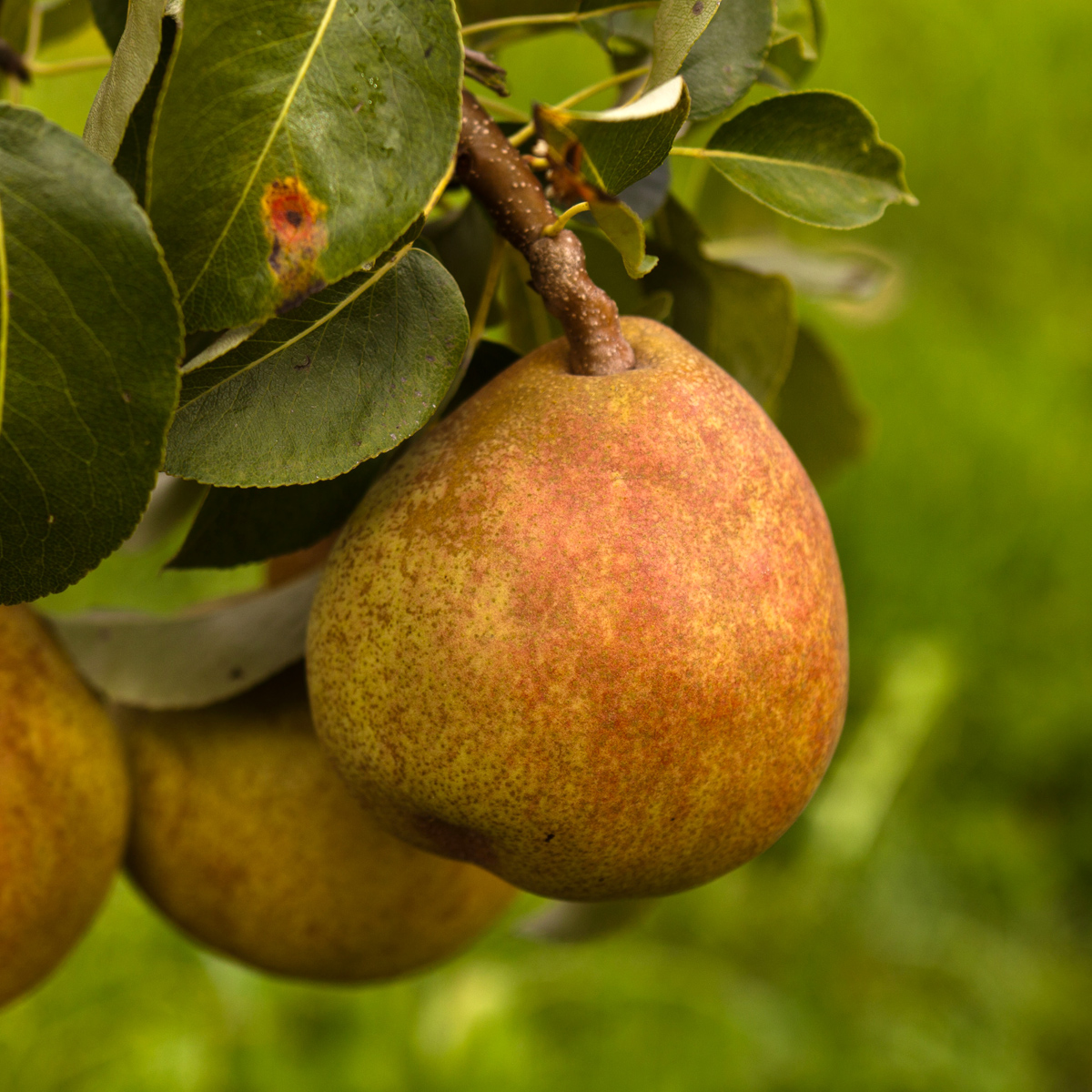 Päron - Päronträd - Fruktträd - Trädgårdsväxter