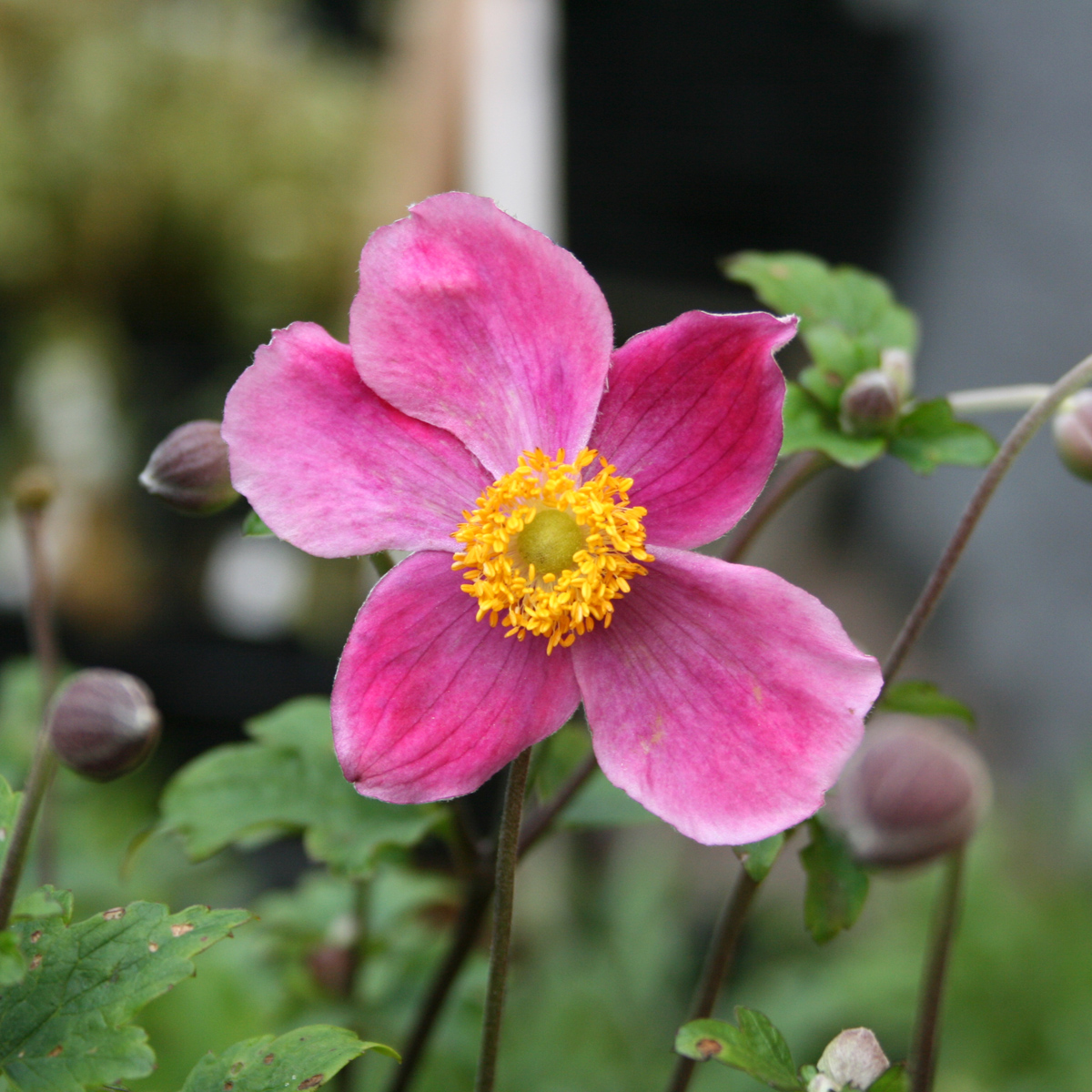 Höstanemon - Anemone hupehensis Splendens (Krukstorlek: 0,5-1L)