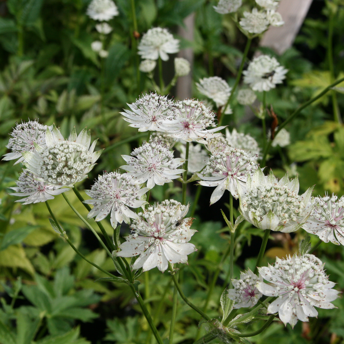 Stj&auml;rnflocka - Astrantia major subsp. involucrata Shaggy (Margery Fish) (Krukstorlek: 0,5-1L)