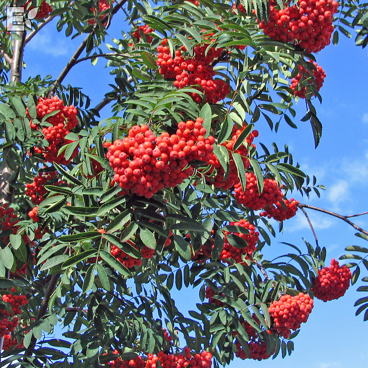 Rönn - Buskar - Trädgårdsväxter - Växter